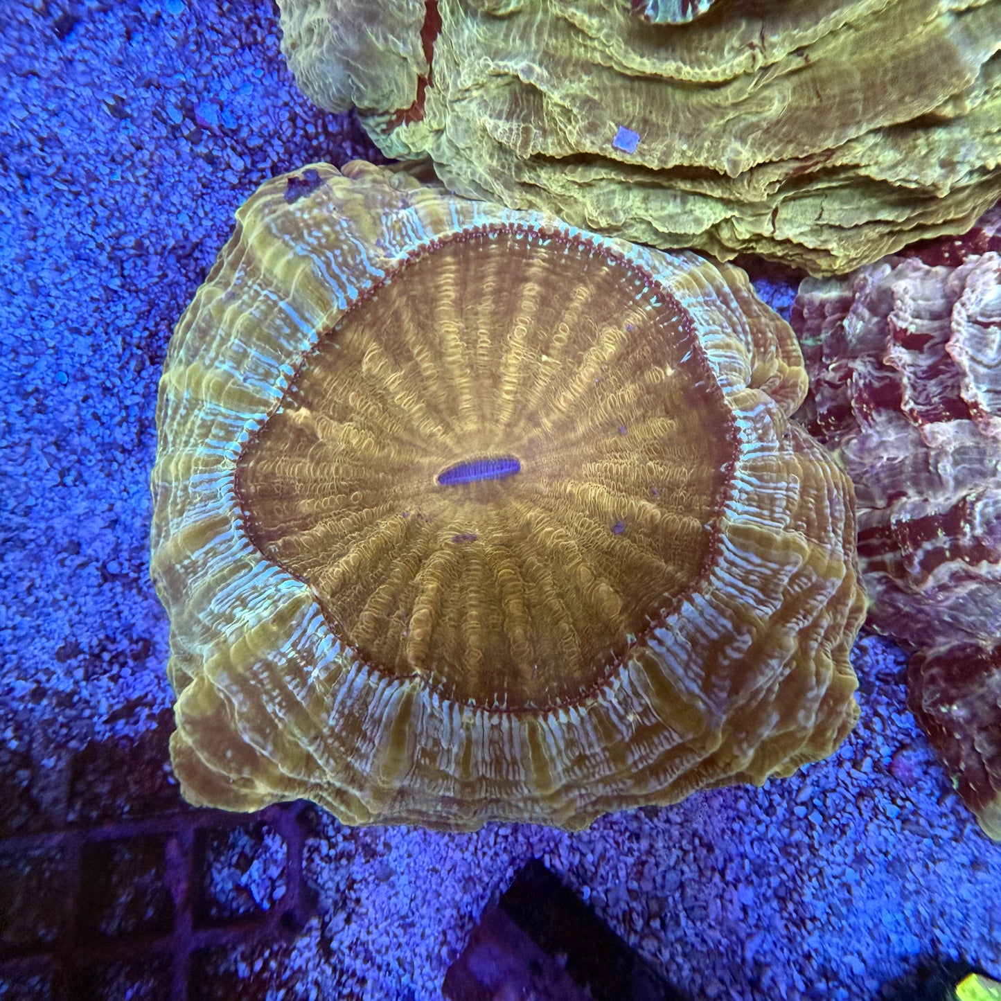 WYSIWYG Gold Acanthophyllia