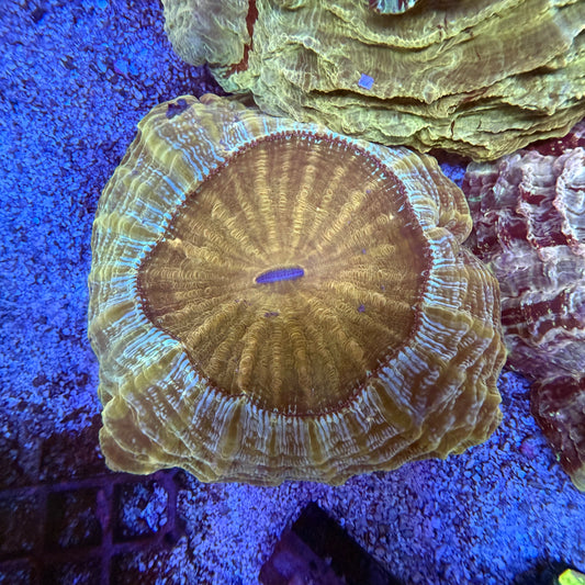 WYSIWYG Gold Acanthophyllia