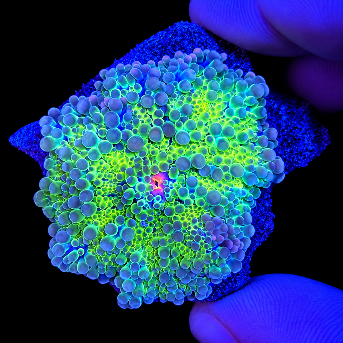 WYSIWYG LG Ultra Yuma Coral