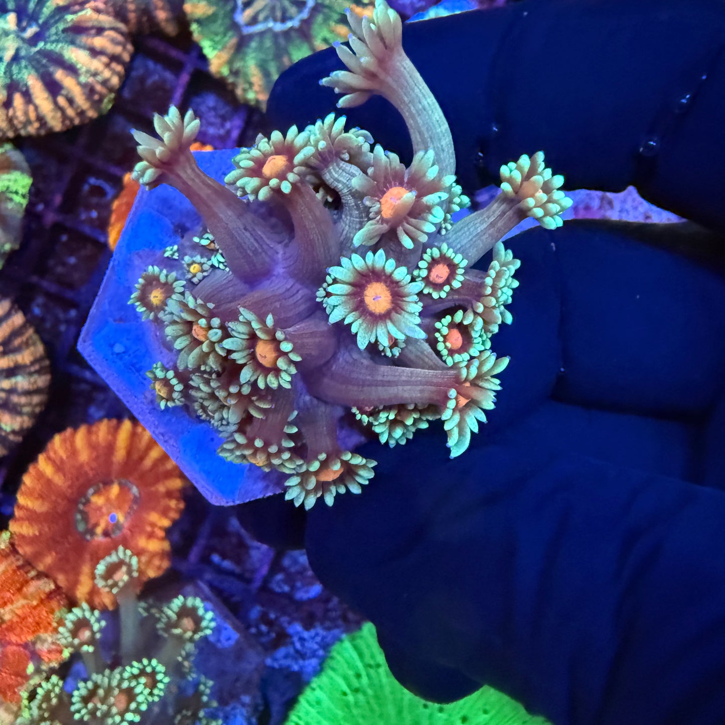 Bubblegum Nebula Goni LG Frags