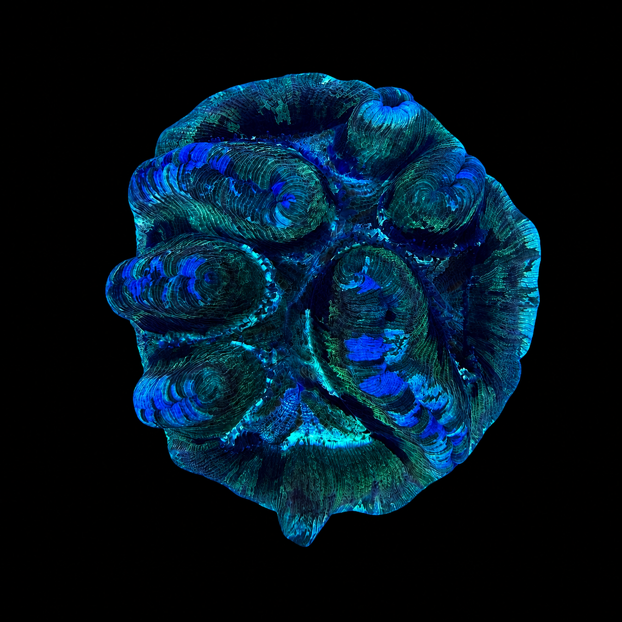 WYSIWYG Trachyphyllia Coral