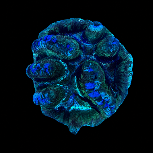 WYSIWYG Trachyphyllia Coral