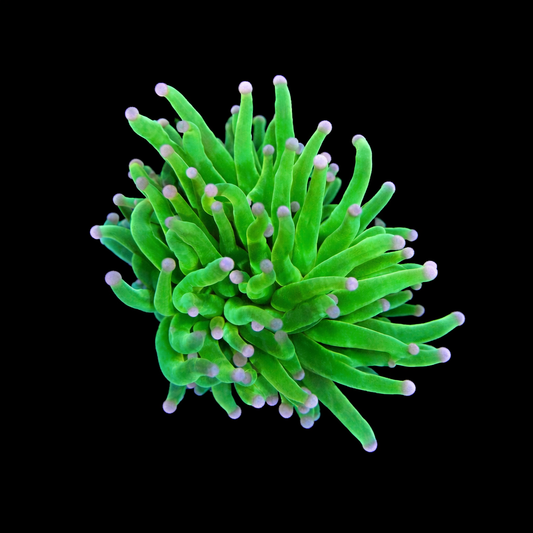 WYSIWYG Pink Tip Holy Grail Torch