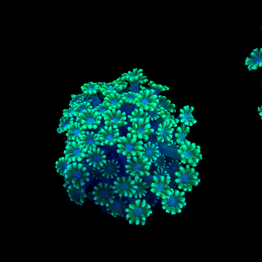 WYSIWYG Green Goniopora Coral