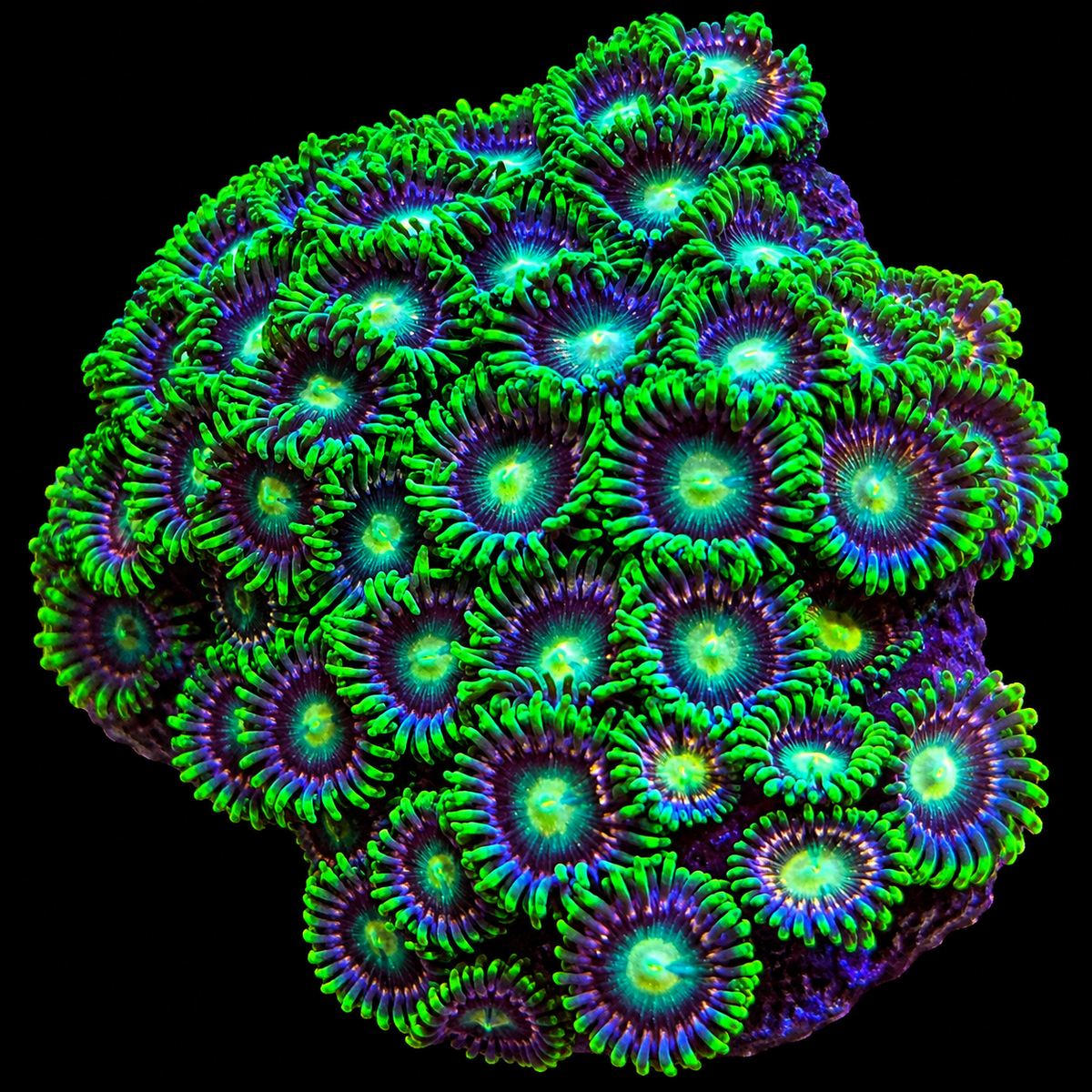 WWC Laser Lemons Zoanthids Coral