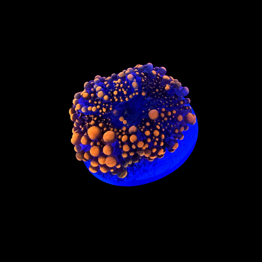 WYSIWYG High End Yuma Coral