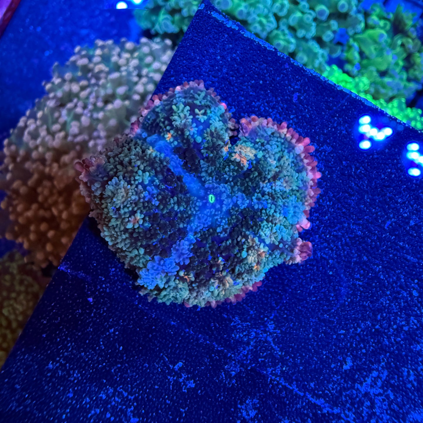 WYSIWYG Frankie’s Bride Mushroom