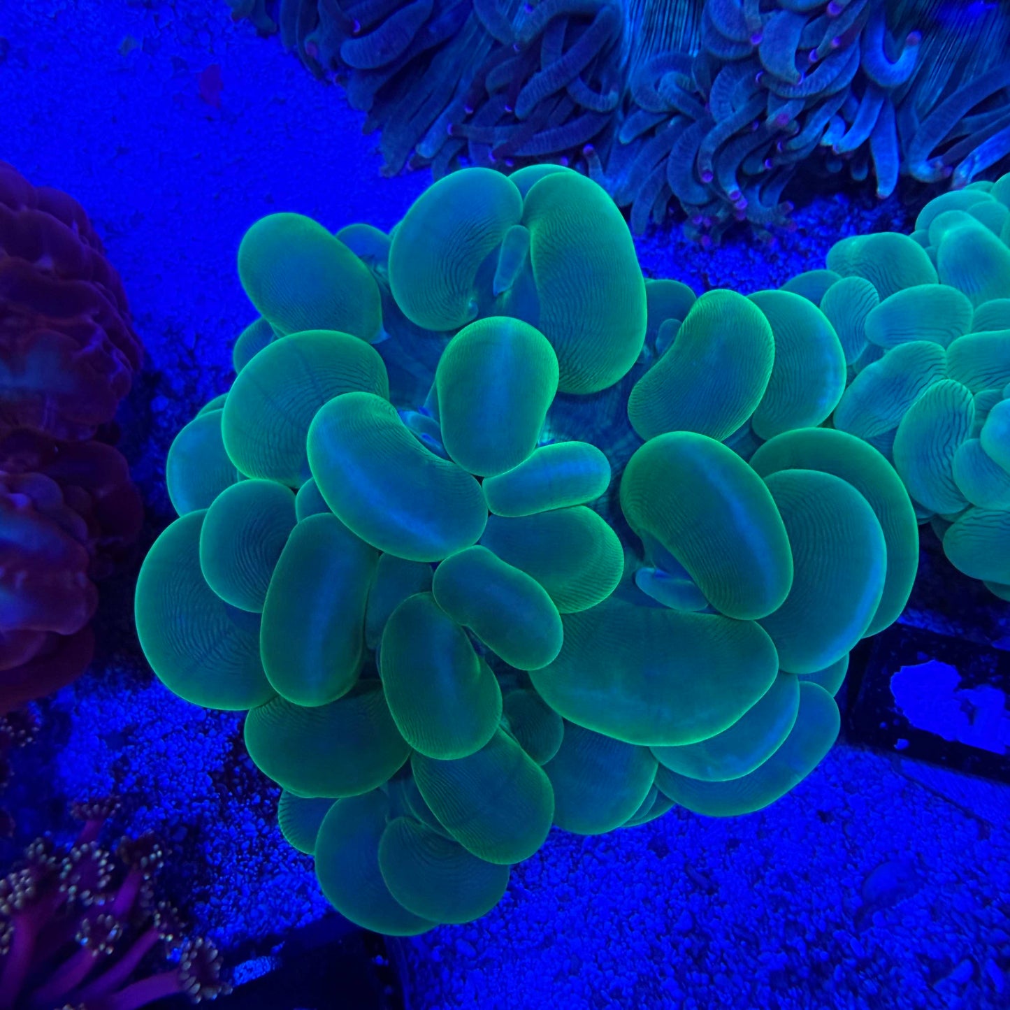 WYSIWYG Green Bubble Coral