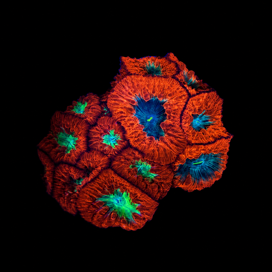 WYSIWYG Double Blasto Coral