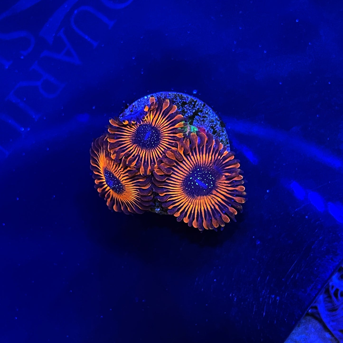 AS Sorcerer’s Stone Zoas