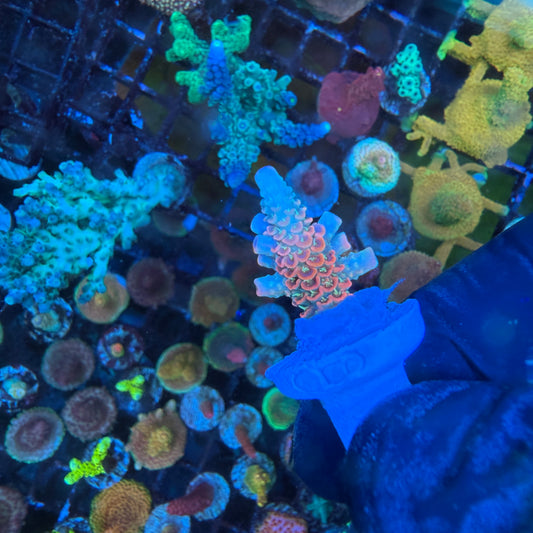 WYSIWYG ASD Rainbow Millie