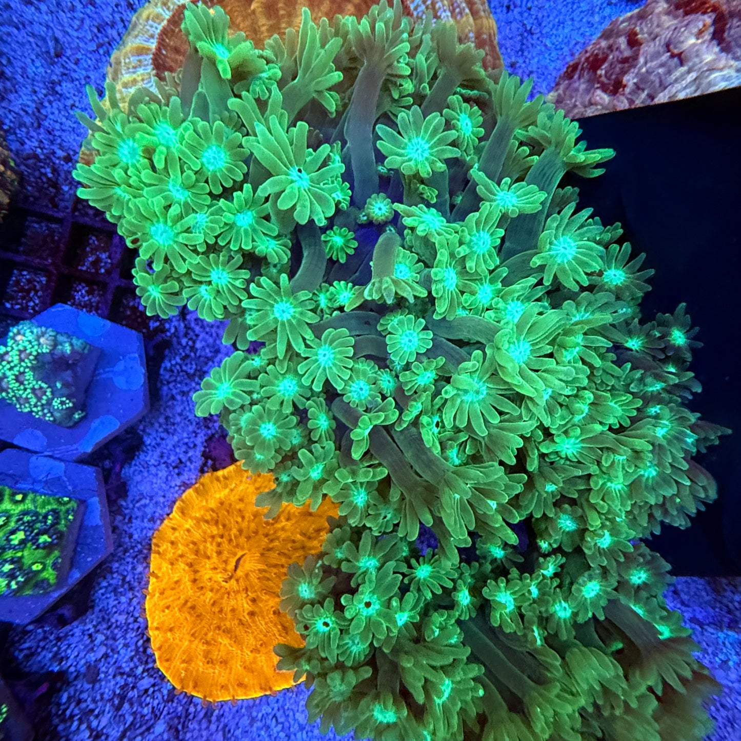 WYSIWYG Green Gonipora