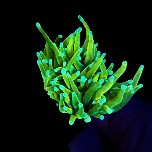 WYSIWYG Blowtorch Torch Coral