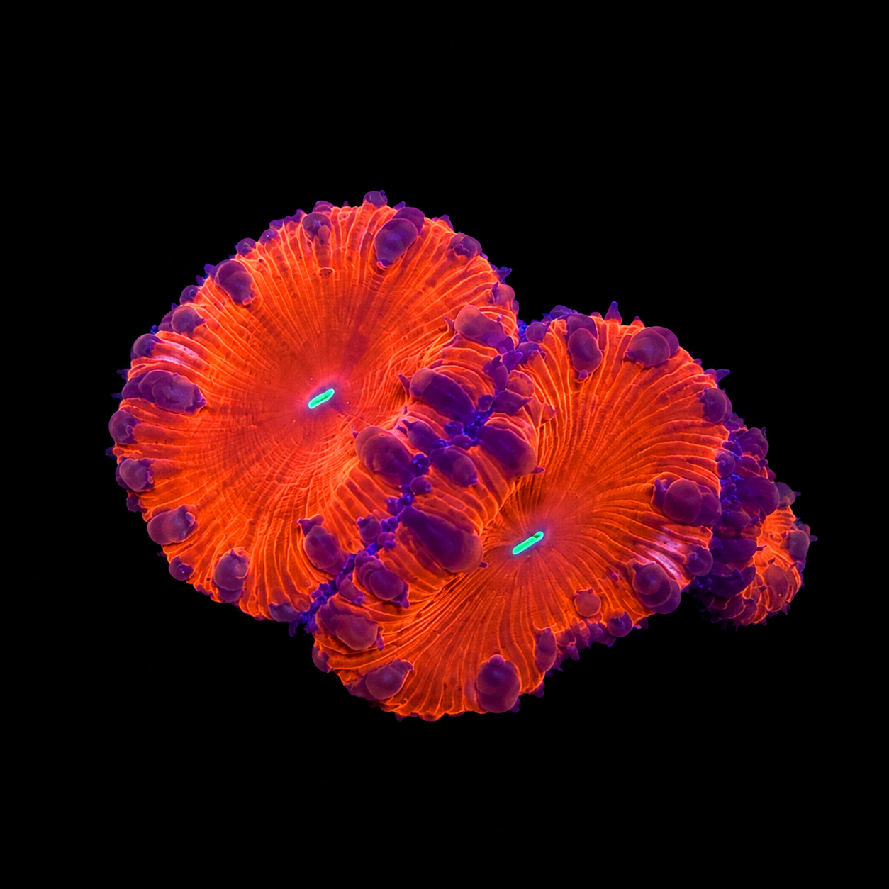 WYSIWYG Ultra Blasto Coral Frag