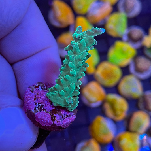 Green Staghorn Acropora