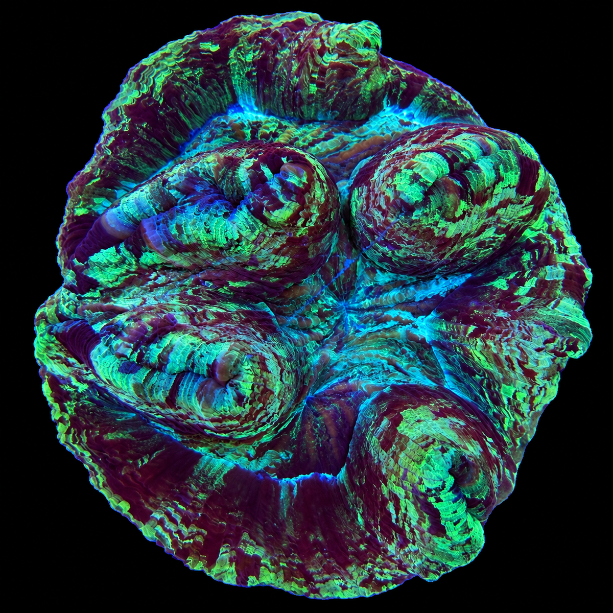 WYSIWYG Trachyphyllia Coral
