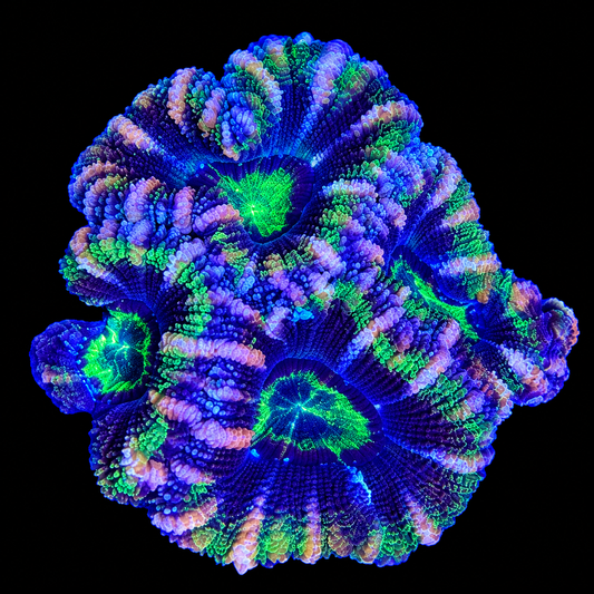 WYSIWYG High Grade Acan Coral