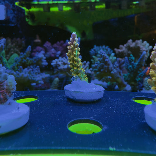 WYSIWYG Rainbow Loom