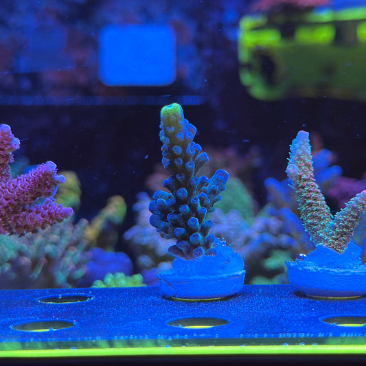 WYSIWYG WWC Yellow Tip Tort