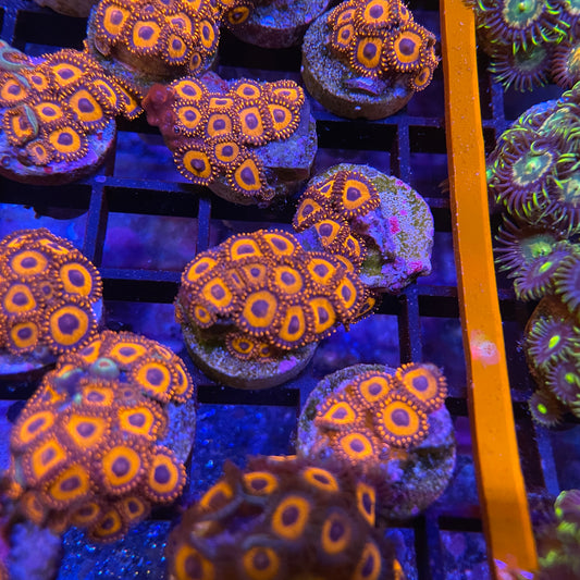 Orange Oxide Zoanthids