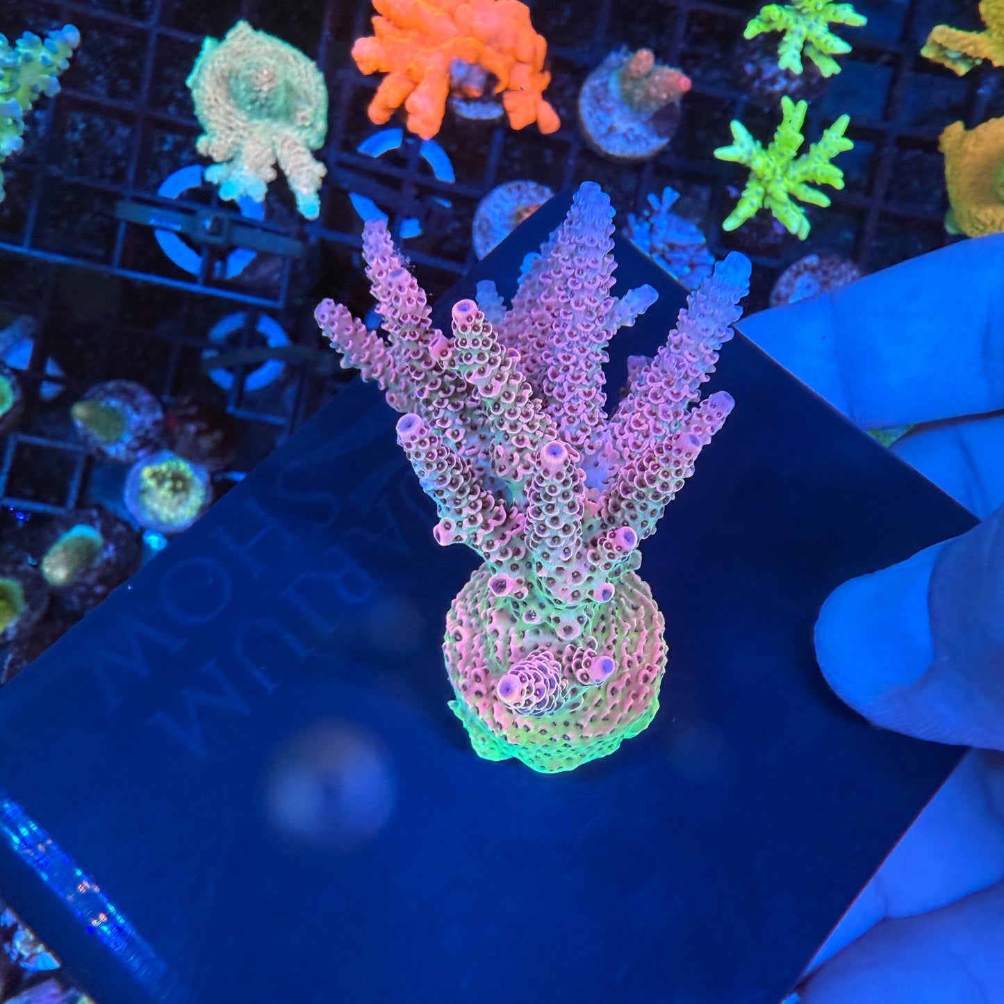 WYSIWYG AS Rainbow Millepora Colony
