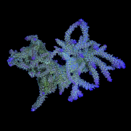 WYSIWYG AS Golden Locs Acropora Coral Colony