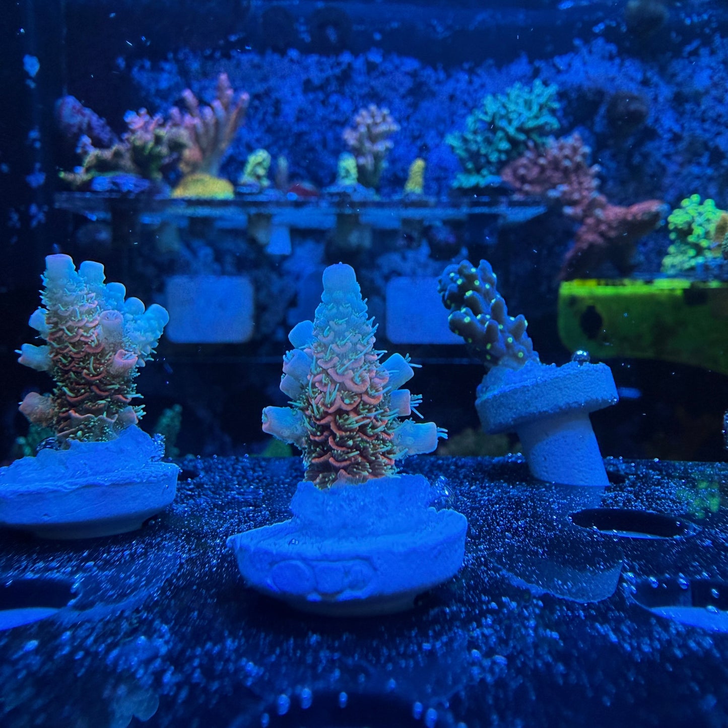 WYSIWYG ASD Rainbow Millie