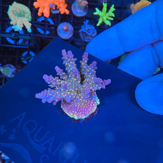 WYSIWYG AS Golden Locs Colony