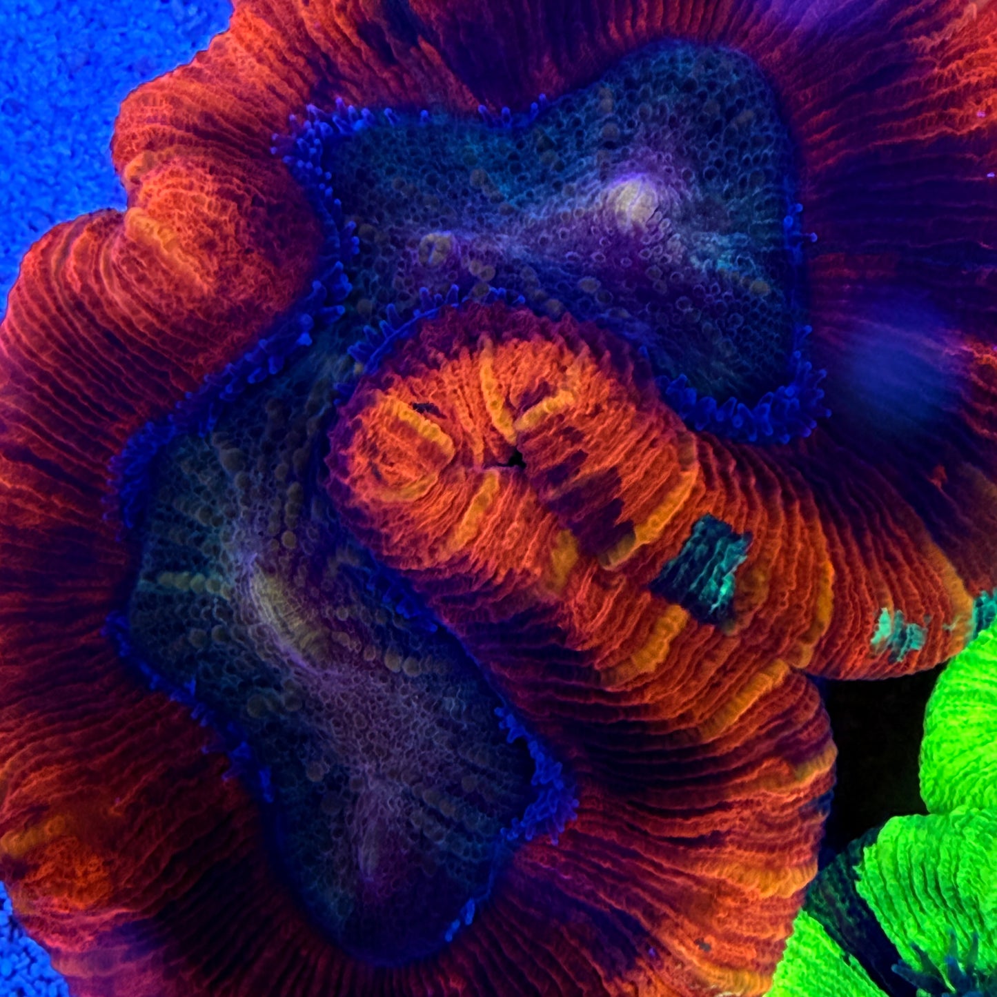 Ultra Red Trachyphyllia Coral