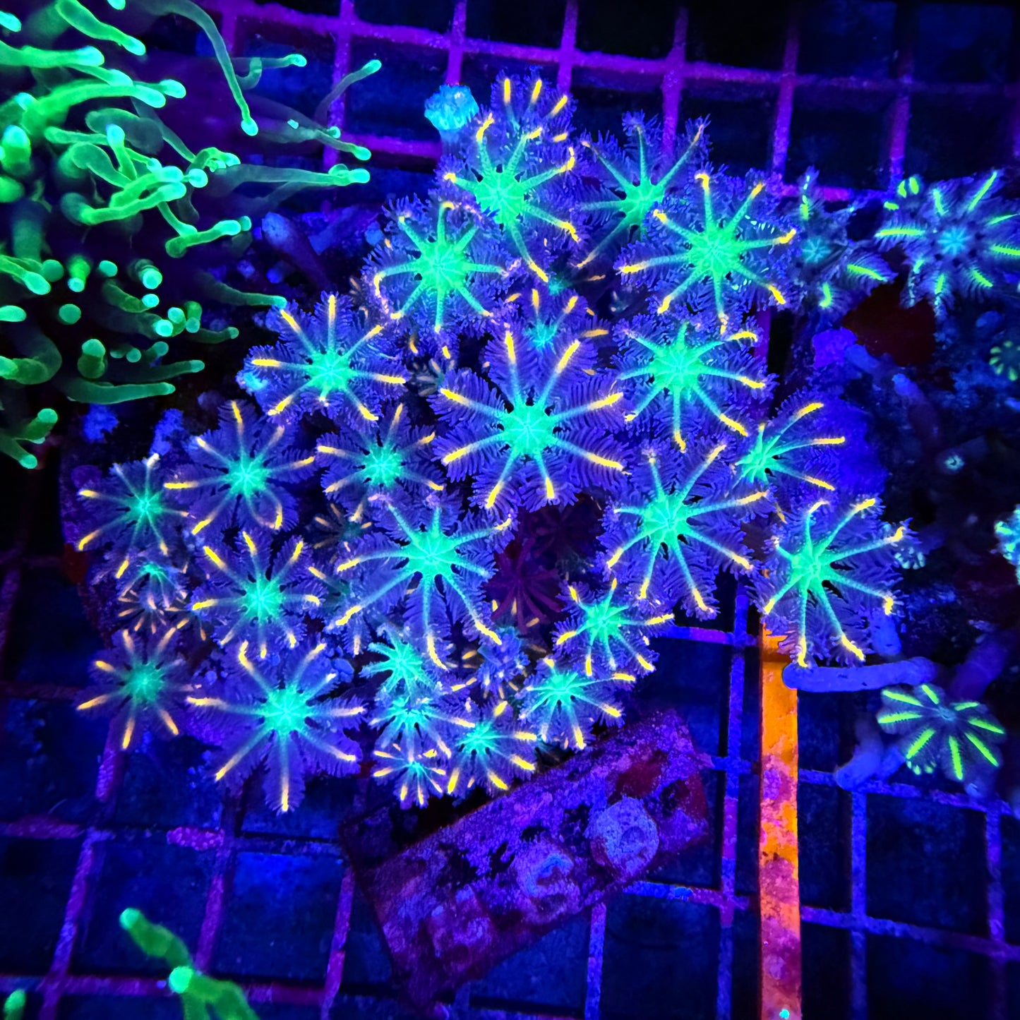 WYSIWYG Fireworks Clove Polyps