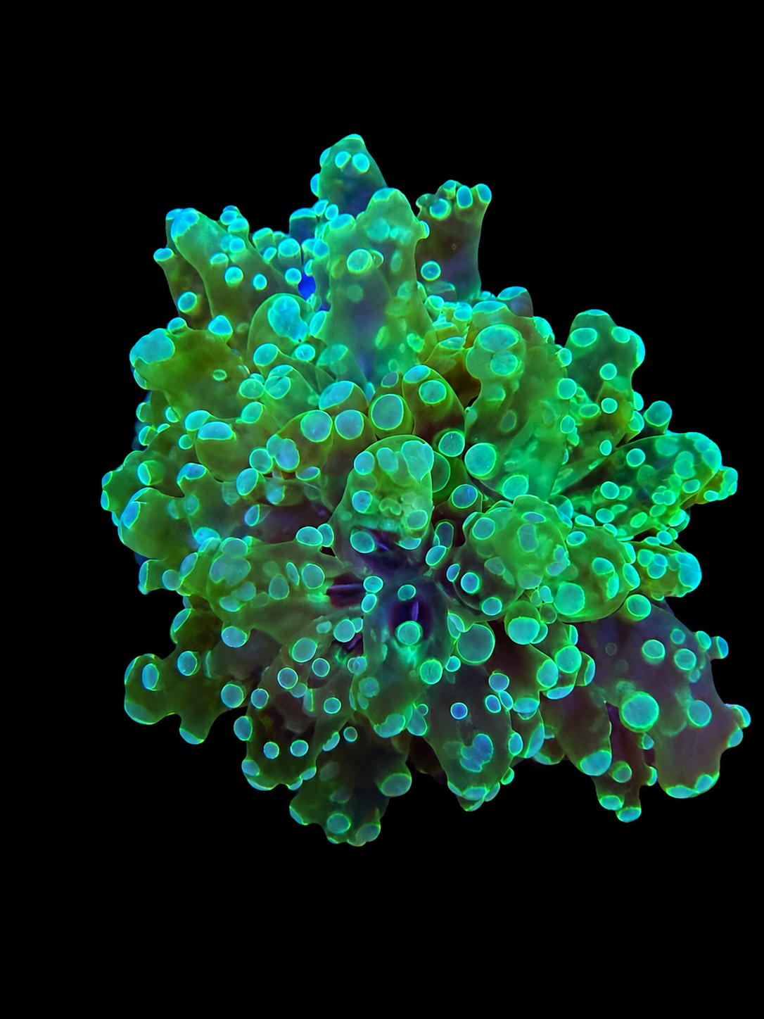 Neon Green Frogspawn Coral