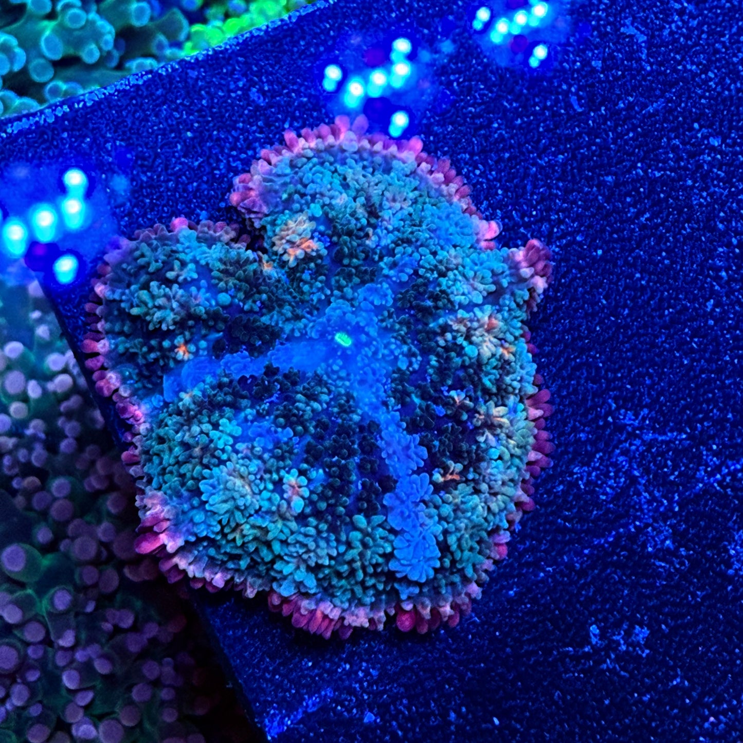 WYSIWYG Frankie’s Bride Mushroom