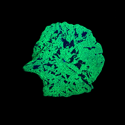 WYSIWYG Kryptonite Jawbreaker Mushroom Coral