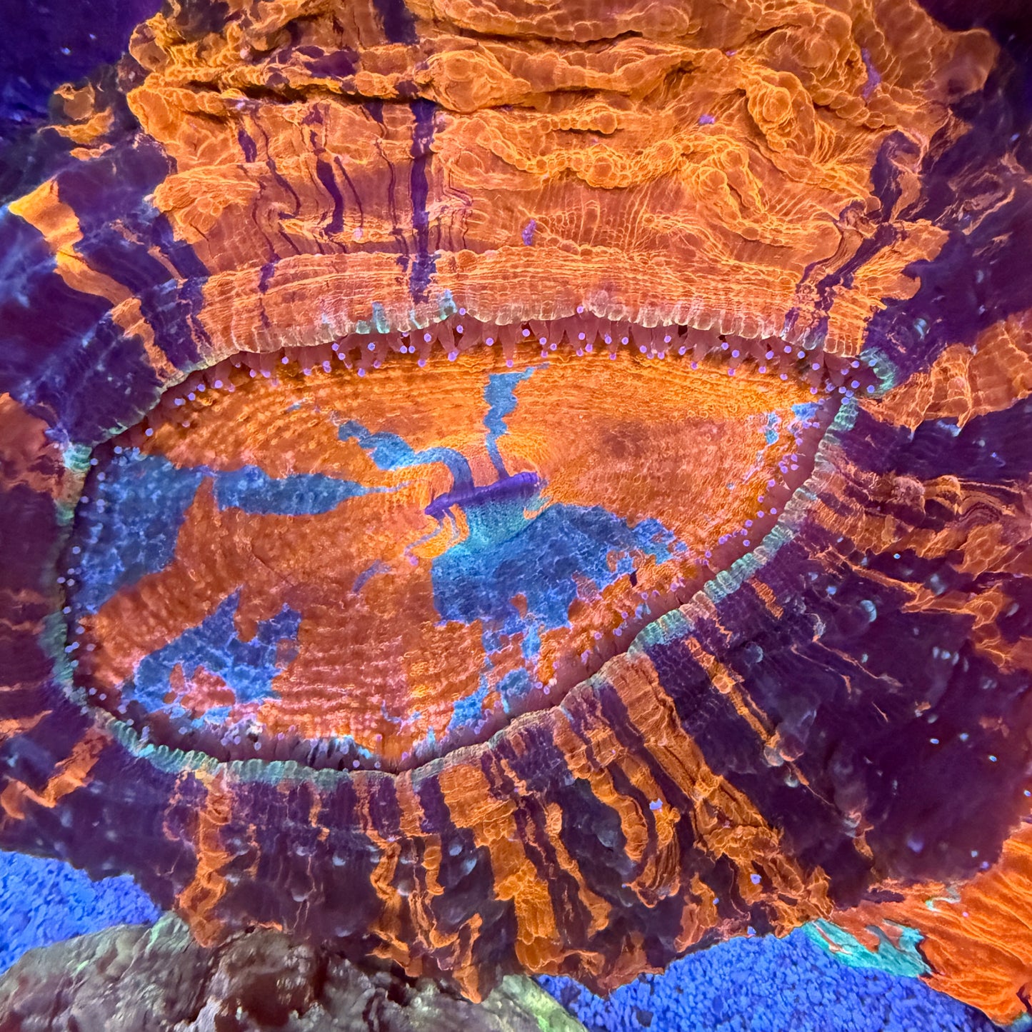 WYSIWYG Acanthophyllia