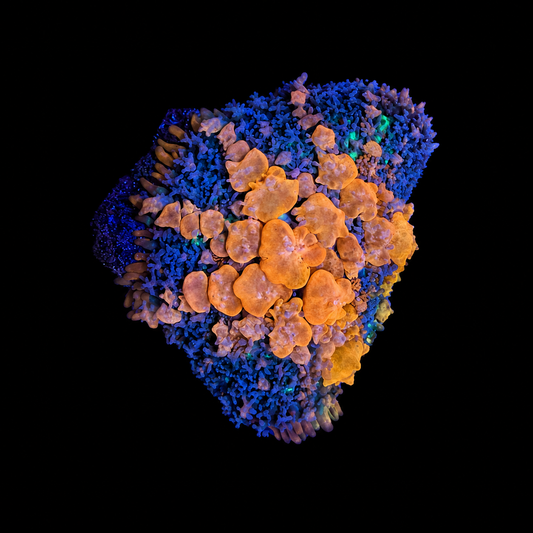 WYSIWYG Sunkist Bounce Mushroom Coral