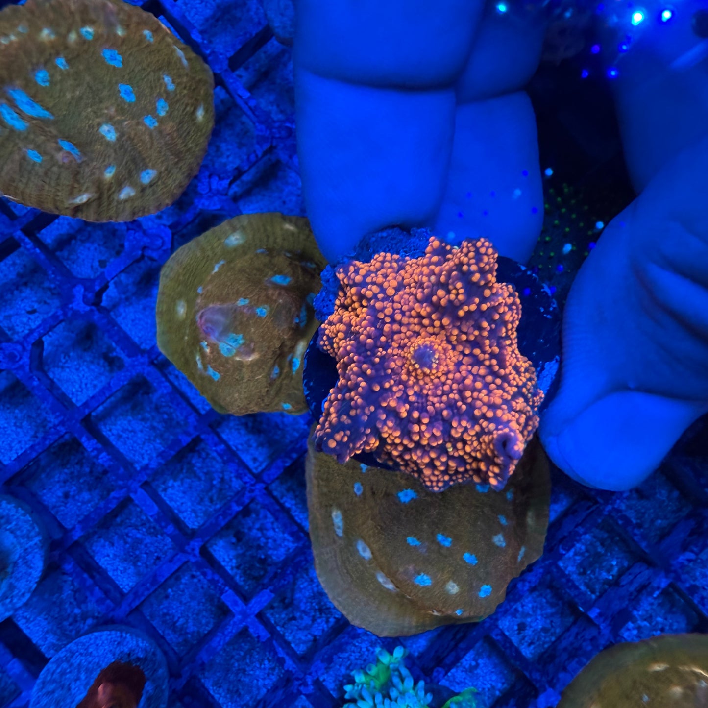 Orange Yuma Ricordea Mushroom