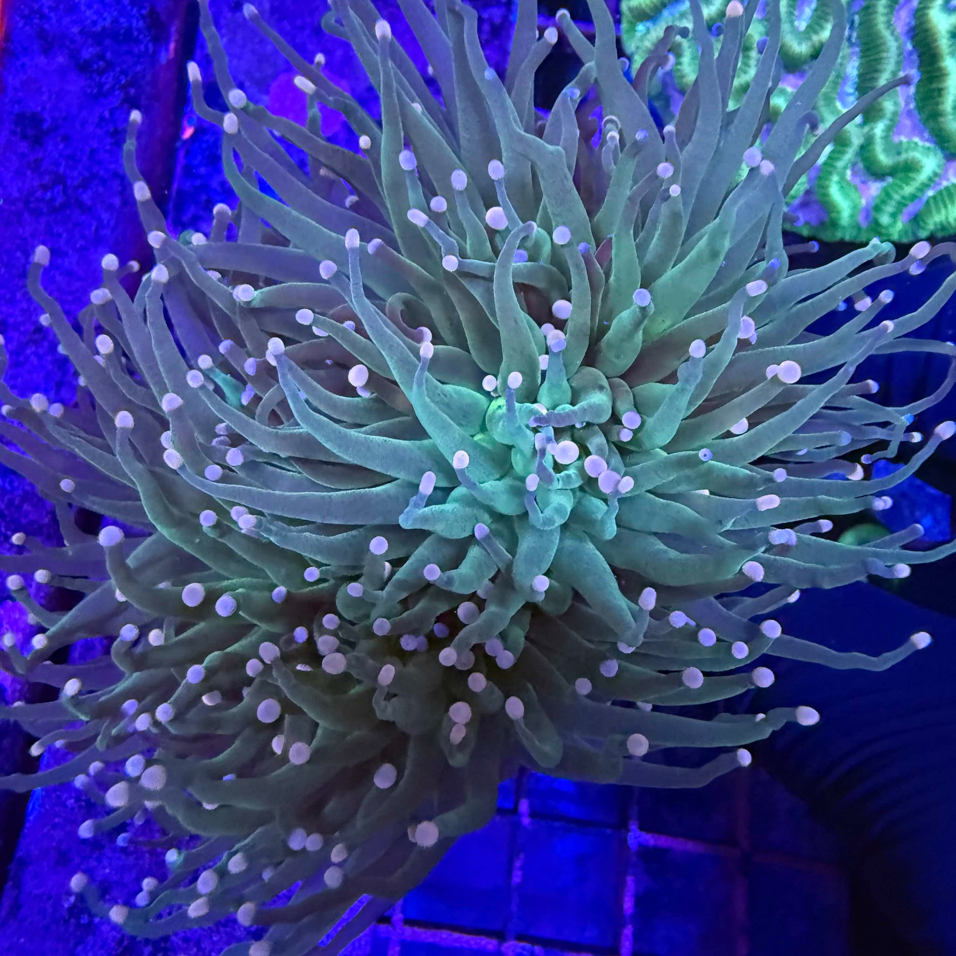 Pink tip torch coral with green and gold tentacles and soft pink tips under blue reef lighting