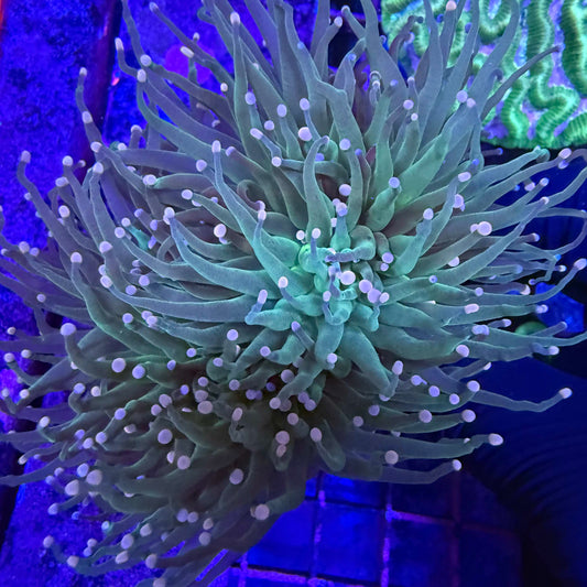 Pink tip torch coral with green and gold tentacles and soft pink tips under blue reef lighting