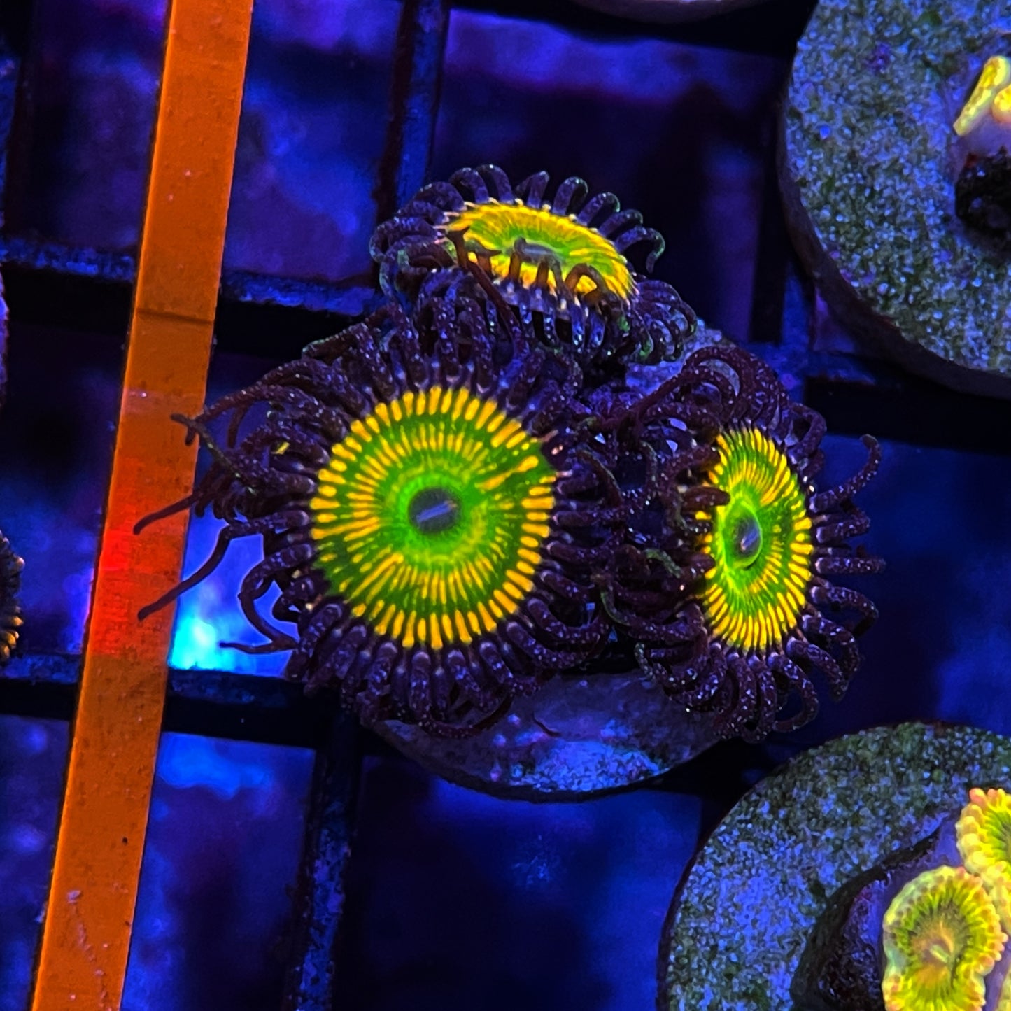 Sunny D Zoanthids