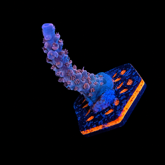 WYSIWYG BC Frankenberry Acropora Coral Frag