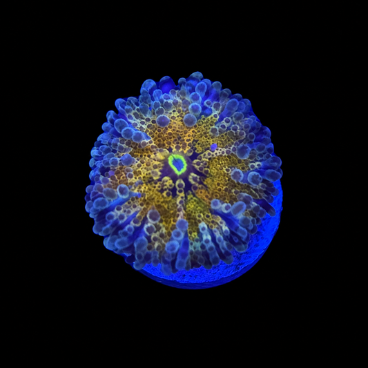 WYSIWYG High End Yuma Coral