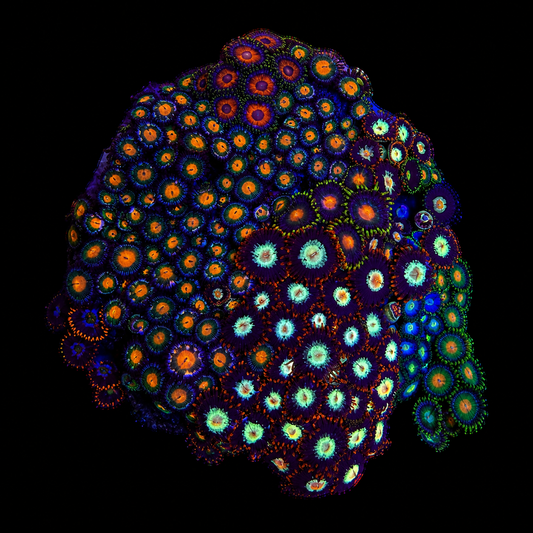 WYSIWYG Zoanthid Coral Garden