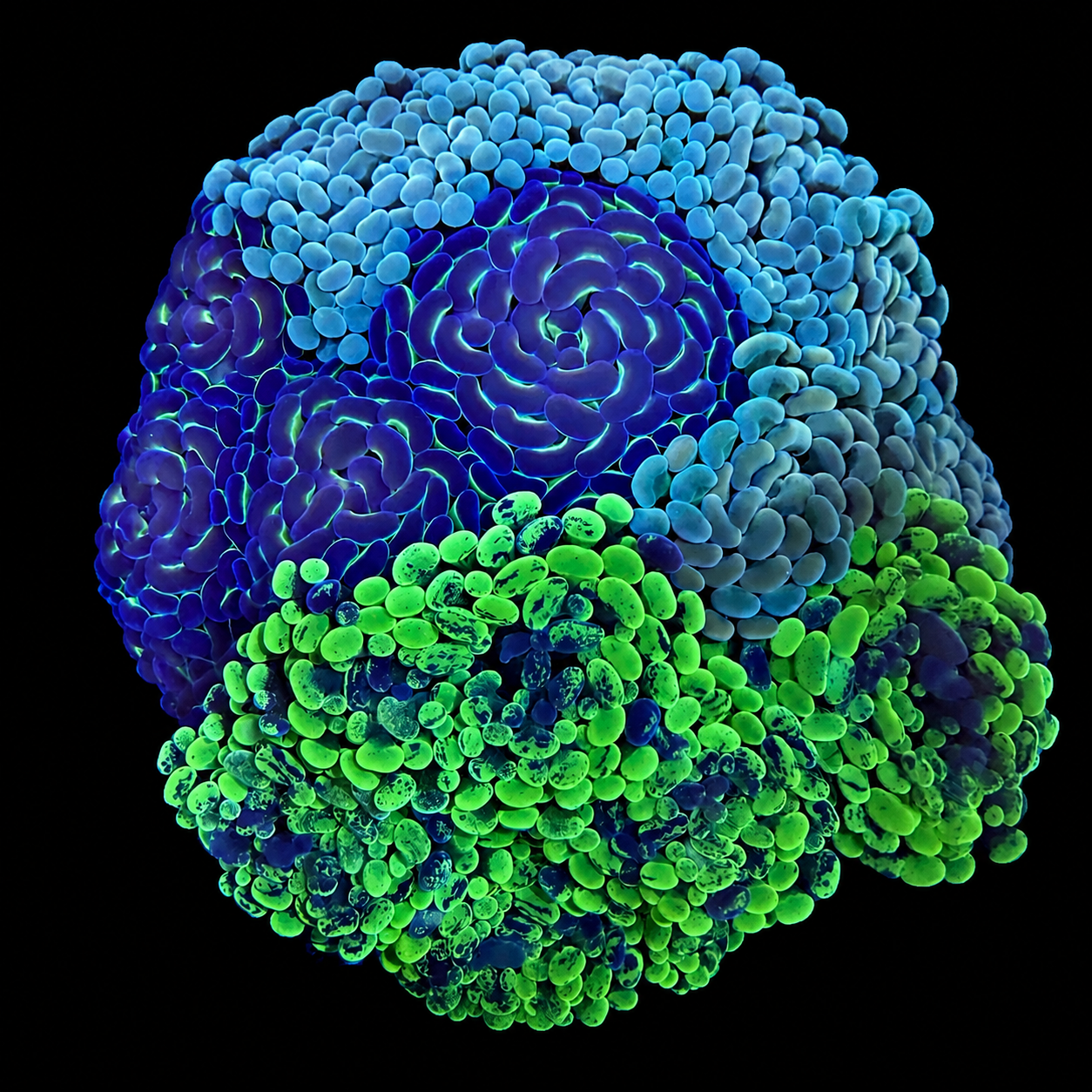 WYSIWYG Hammer Coral Garden