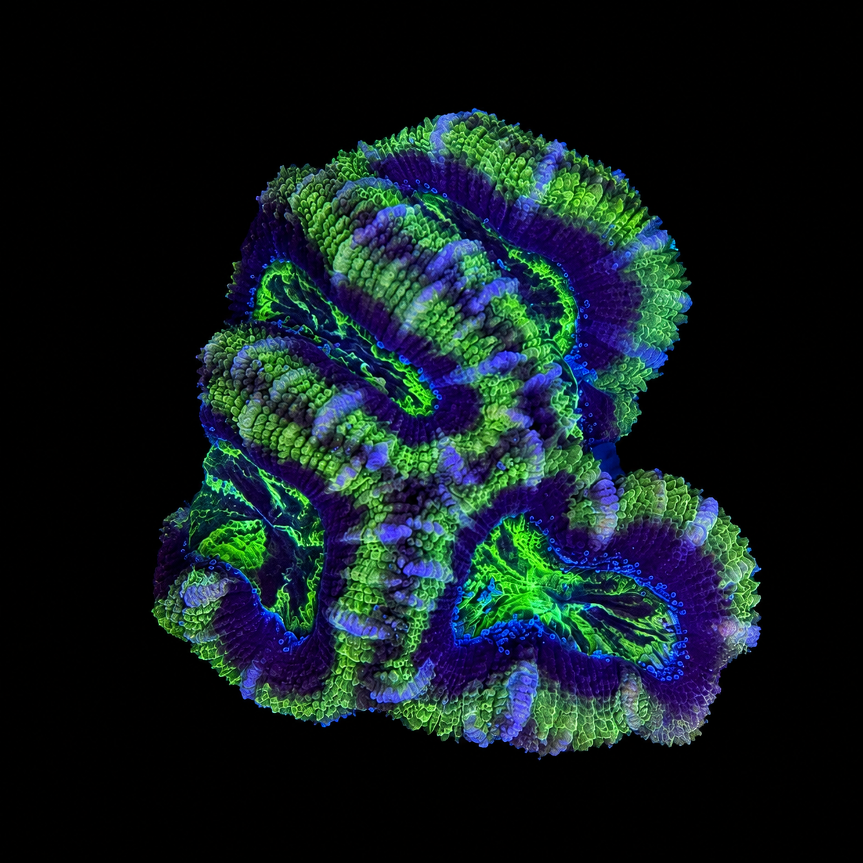 WYSIWYG High Grade Acan Coral