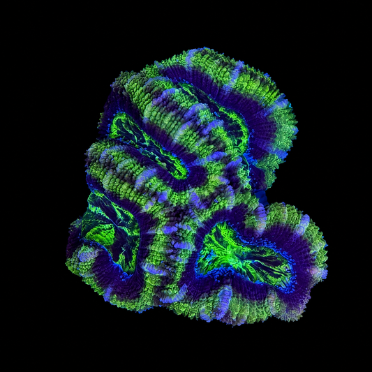WYSIWYG High Grade Acan Coral