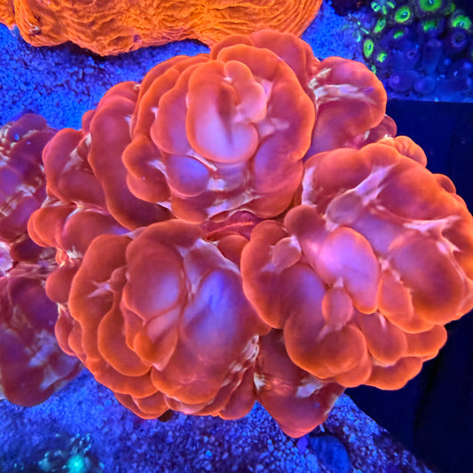 WYSIWYG Ultra Red Cynarina