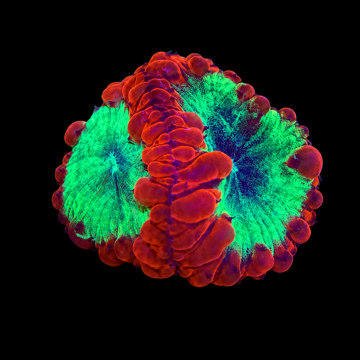 WYSIWYG Ultra Blasto Coral Frag
