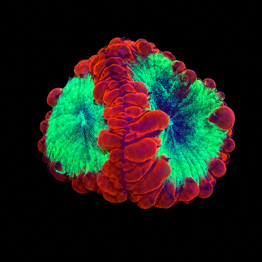WYSIWYG Ultra Blasto Coral Frag