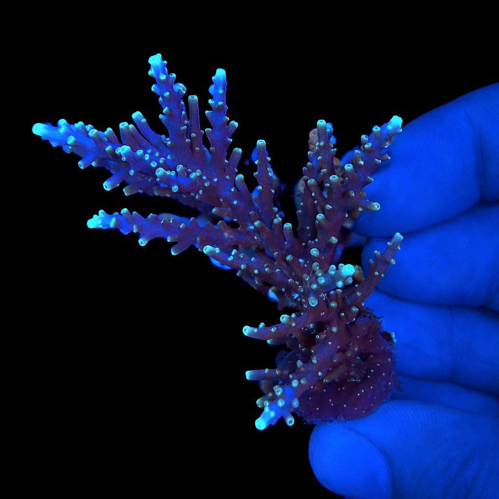 WYSIWYG Pacman Dragon Coral Colony