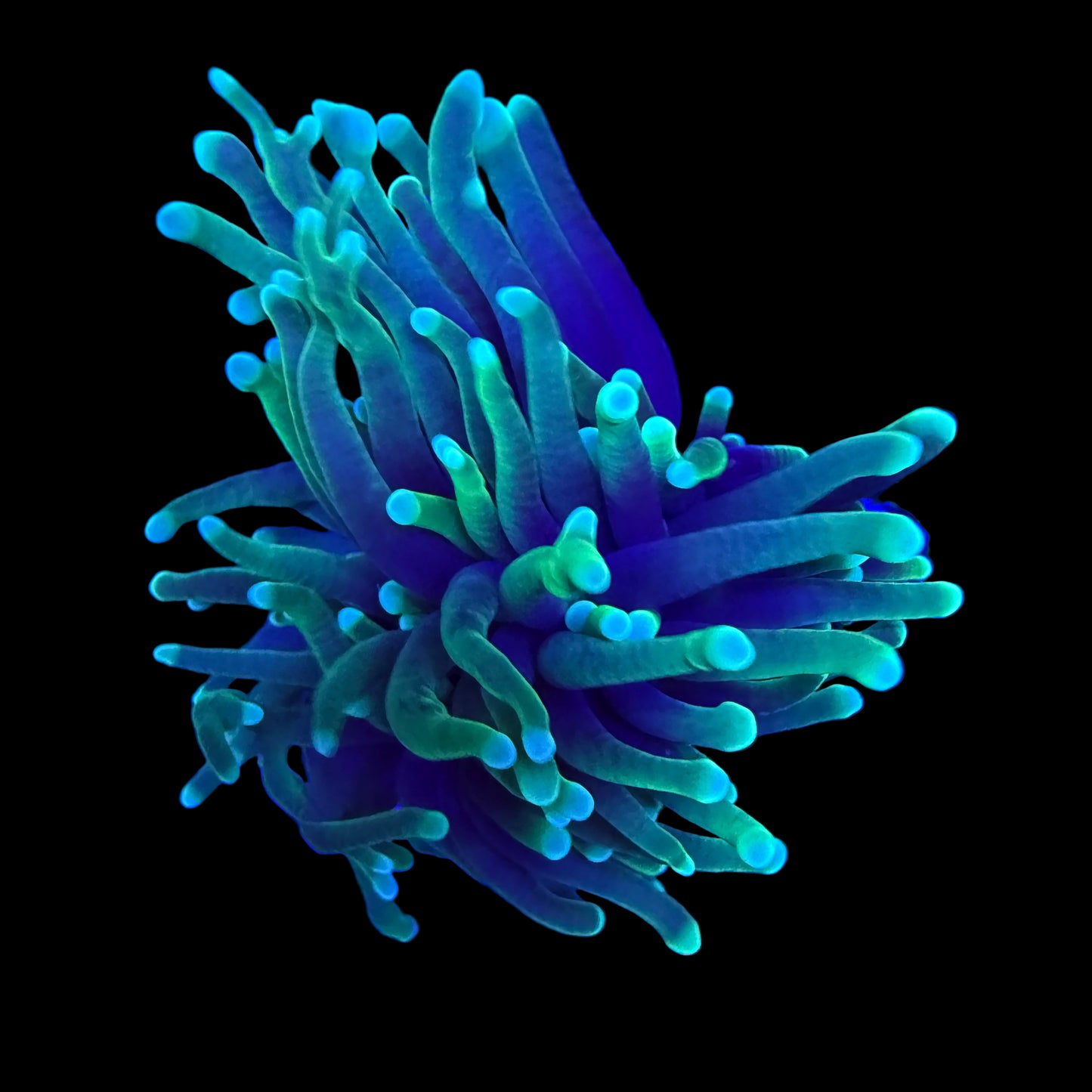 Green Soul Torch Coral